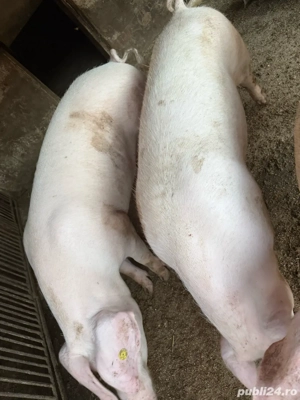 vand porci de rasa - imagine 2 vand porci de rasa - imagine 2