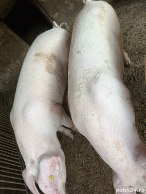 vand porci de rasa - imagine 3 vand porci de rasa - imagine 3