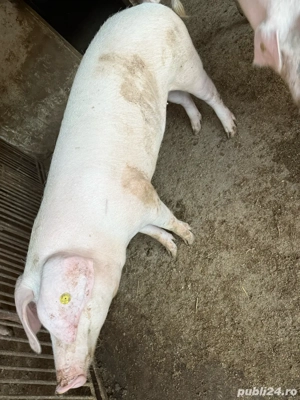 vand porci de rasa - imagine 4 vand porci de rasa - imagine 4