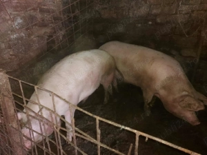 Porci între 180-200 kg de vânzare  - imagine 2