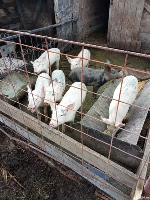 șoldani de vânzare 