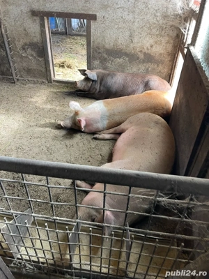 Vand porci - imagine 4