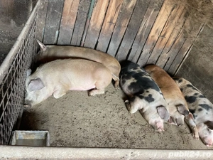 Vand porci - imagine 2