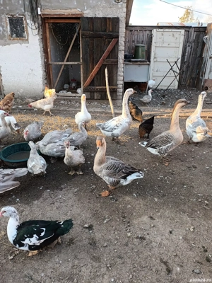 Vand rațe si gâște