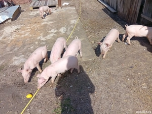 vand purcei  - imagine 4 vand purcei  - imagine 4