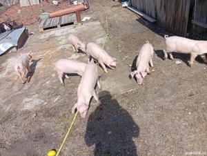 vand purcei  - imagine 2 vand purcei  - imagine 2