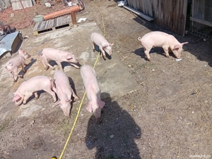 vand purcei  - imagine 3 vand purcei  - imagine 3