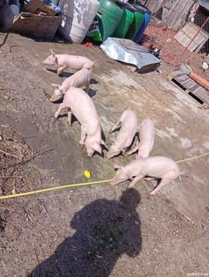 vand purcei  - imagine 5 vand purcei  - imagine 5