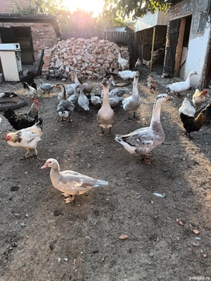 Vand rațe si gâște - imagine 2 Vand rațe si gâște - imagine 2