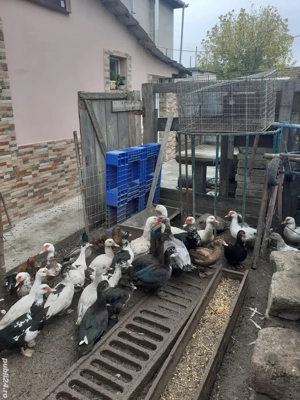 De vanzare rata muta 