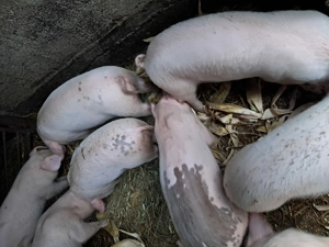 Purcelusi de vanzare