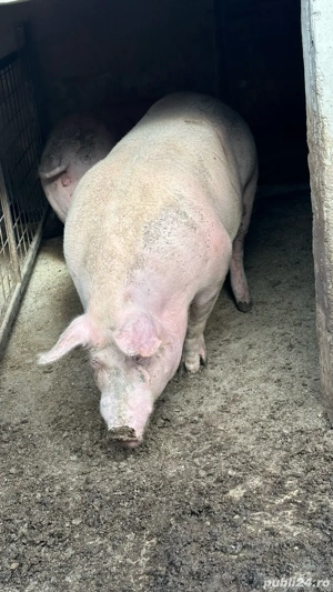 Porc pentru sacrificat - imagine 2