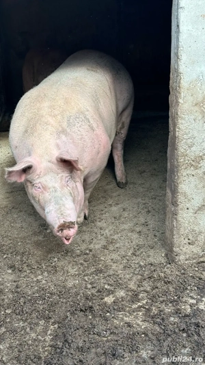 Porc pentru sacrificat - imagine 3
