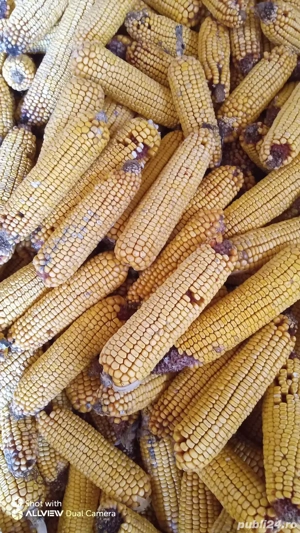 Vand porumb stiuleti