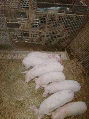 Purcei de vânzare  - imagine 2