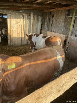 Vând 2 vieti baltati