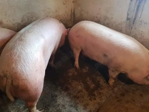 Porci 100-280kg Rasă Carne - imagine 4