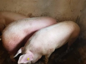 Porci Pik Rasă de Carne  - imagine 7