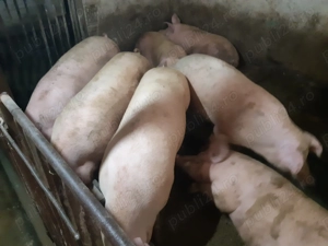 Porci 100-280kg Rasă Carne - imagine 2
