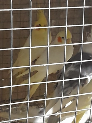 păsări exotice  - imagine 2