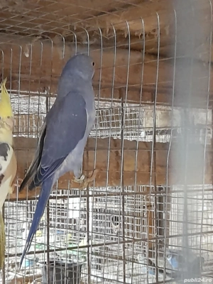 păsări exotice  - imagine 2