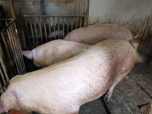 Porci de Tăiat rasă Carne - imagine 4