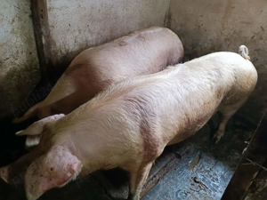 Porci de Tăiat rasă Carne - imagine 8