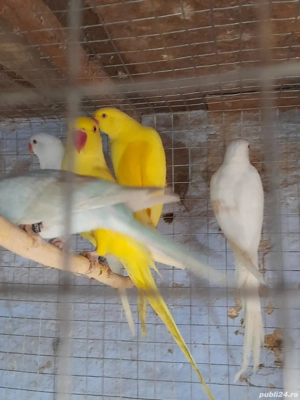 păsări exotice  - imagine 4