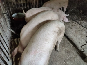 Porci de Tăiat rasă Carne - imagine 3