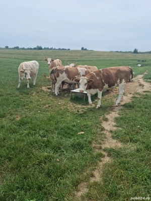 Vand vaci  - imagine 3 Vand vaci  - imagine 3