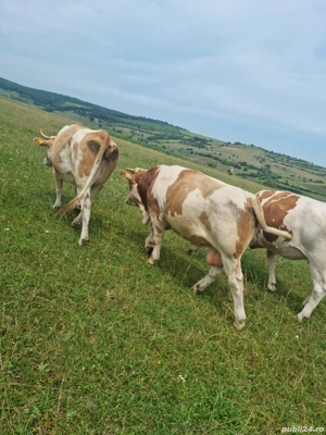 Vand vaci  - imagine 4 Vand vaci  - imagine 4