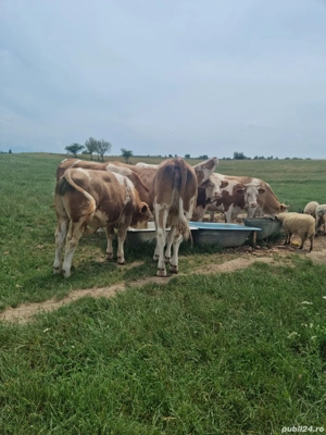 Vand vaci  - imagine 2 Vand vaci  - imagine 2