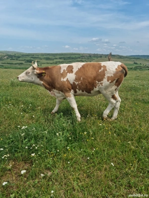 Vand vaci  - imagine 5 Vand vaci  - imagine 5