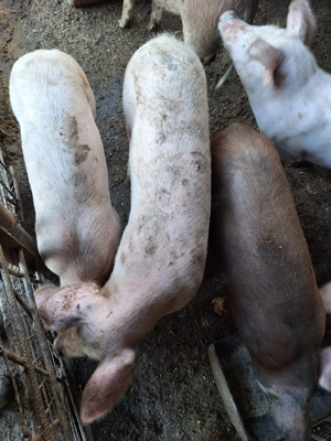 Vad porci de rasa - imagine 2 Vad porci de rasa - imagine 2