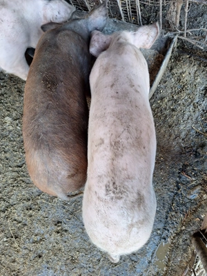 Vad porci de rasa - imagine 3 Vad porci de rasa - imagine 3