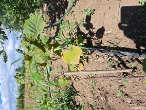 puieti a aluni radacina nuda 10