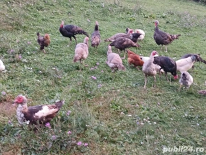 Curcani - Curci -Gaini 