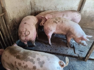 Porci rasă Pick între 110-300kg - imagine 4