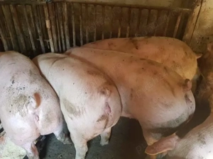 Porci rasă Pick între 110-300kg