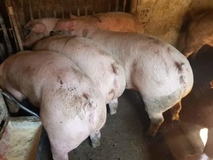 Porci rasă Pick între 110-300kg - imagine 2