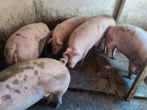 Porci rasă Pick între 110-300kg - imagine 5