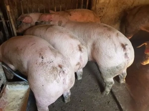 Porci rasă Pick între 110-300kg - imagine 3
