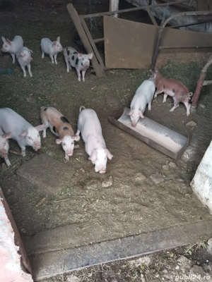 Purcei de vanzare - imagine 2