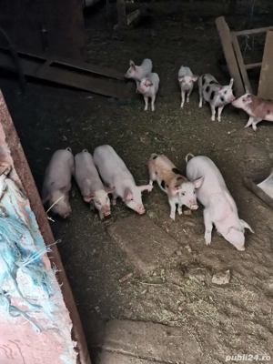 Purcei de vanzare - imagine 3