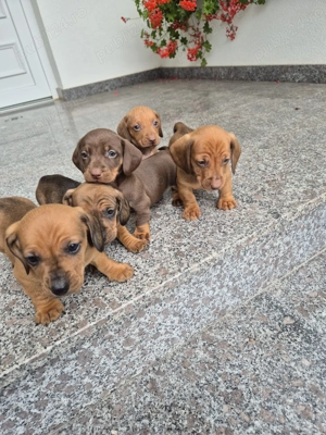 Vând căței teckel - imagine 2 Vând căței teckel - imagine 2