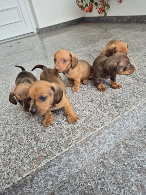 Vând căței teckel