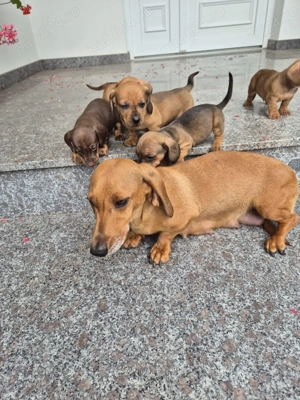 Vând căței teckel - imagine 3 Vând căței teckel - imagine 3