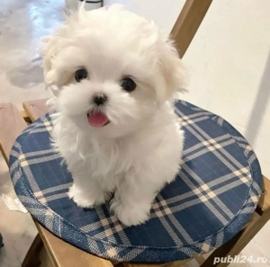 bichon maltez alb canisa autorizata