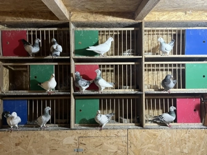 Porumbei standard de vanzare - imagine 3