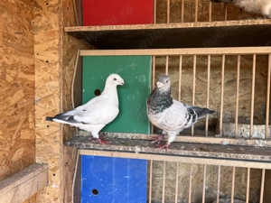 Porumbei standard de vanzare - imagine 4